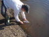 Releasing a Rainbow Trout