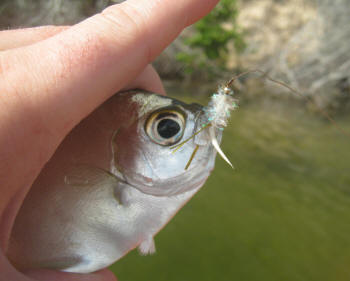 Cape Moony caught on fly