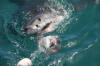 A large Great White Shark ready to be tagged