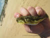 Eastern Cape Evil Eyed Blaasop - Puffer Fish