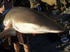 Close up of a Dusky (Ridgeback Grey) Shark