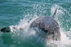 Great White Shark showing off its speed