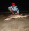 40 kg female Ragged Tooth Shark