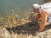 Rainbow Trout revived and released safely