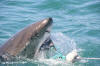 A scarred South African Great White Shark