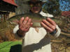 1.1kg Rainbow Trout - Gareth Roocroft