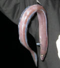 African Longfin Eel Identification