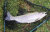 Beautiful Rainbow Trout