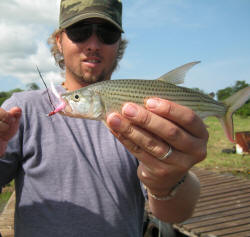 Fly fishing for tigerfish in lake jozini