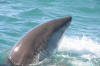 Great White Shark performing a small breach