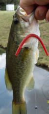 Largemouth Bass caught on the Wacky Rig dropshot method