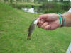 Largemouth Bass Juvenile Caught On Fly