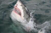 Close up of Great White Sharks teeth