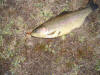 Male Golden Rainbow Trout caught on an orange dragonfly nymph