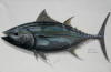 Gavin Erwin Fish Art - Yellowfin Tuna