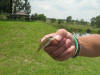 Tiny Juvenile Largemouth Bass