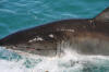 A battered and bruised Great White Shark