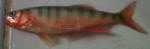 Southern Barred Minnow