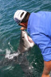 Handling a Great White Shark In The Water
