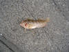 Maned Blenny caught in a transkei rock pool