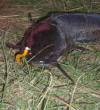 Sharptooth Catfish (Barbel) Caught On Lure