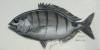 Gavin Erwin Fish Art - Blacktail