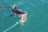 A juvenile South African Great White Shark