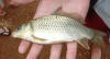 Juvenile Common Carp