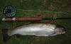 Rainbow Trout South Africa Last Light