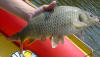 Common Carp Caught On A Boat