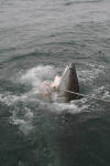 Great White Shark In Action at Gaansbai