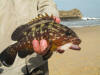 yellowbelly rockcod