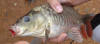 South African Mirror Carp