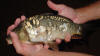 Loskop Dam Mirror Carp