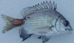 River Perch (Bream)