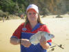 White Steenbras (Pignose Grunter)