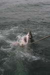 A great white shark (blue pointer) in action