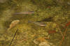 Mozambique Tilapia (Blue Kurper) In Pond