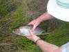Rainbow Trout Caught In Dullstroom