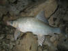 Orange River Mudfish