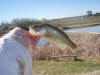 Beautiful colours on Largemouth Bass