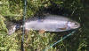 Beautiful Rainbow Trout In The Sunlight