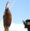 Juvenile Sling Jaw Wrasse (Epibulus insidiator)