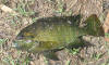 Large Very Big Vlei Kurper (Banded Tilapia)