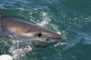 A very large Great White Shark