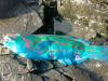 South African Rainbow Wrasse