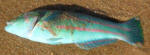 Rainbow Wrasse