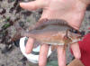 Juvenile Twotone Fingerfin caught in rock pool
