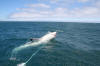 Great White Shark getting ready to breach