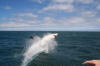 Great White Shark starting to breach